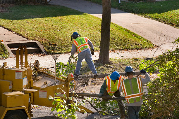 Best Lawn Grading and Leveling  in USA